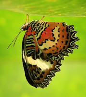 2018-72-10114 - Malay Lacewing Butterfly