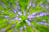 2019-07-02 - Flower abstract