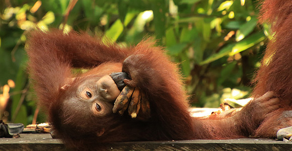 2018-72-9187 - Baby Orangutan