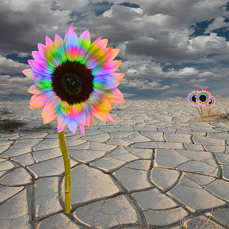 2015-01-25 - Flower