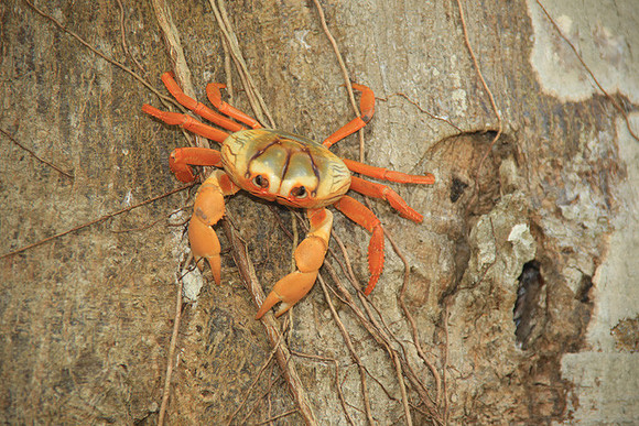 Moor Crab
