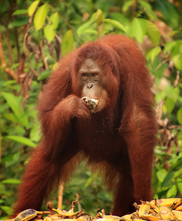 2018-72-8771 - Wild Orangutan Eating Bananas