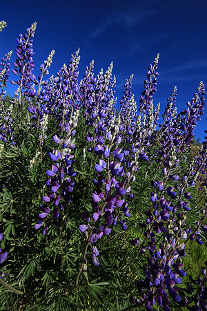 2019-03-31 - Abundant