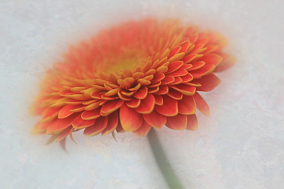 CRE - Dreamy Flower-2430