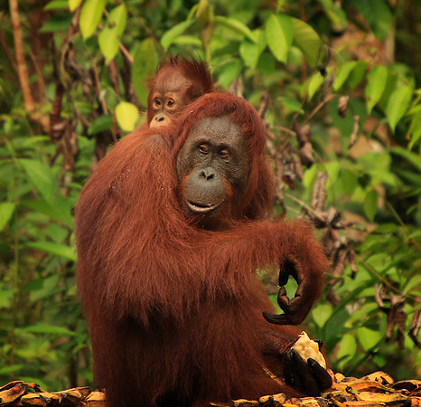 2018-72-8823 - Wild Orangutan and Baby