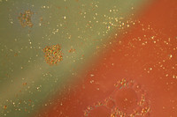 z99-IMG_5638