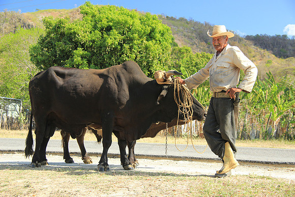 Farmer with Oxen