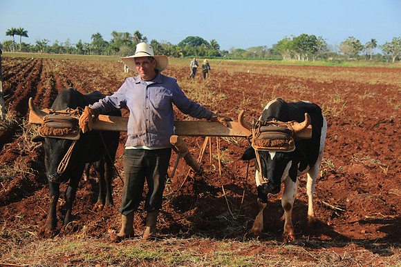 Farmer and Oxen