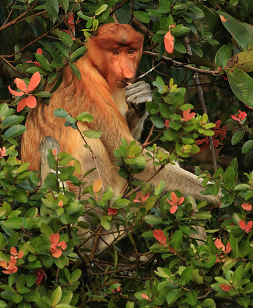 2018-72-9372 - Proboscis Monkey