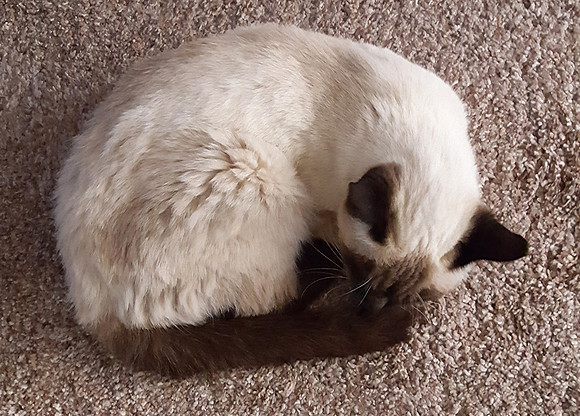 2019-11-12 - Languid
