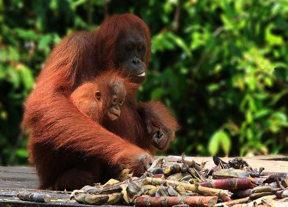 2018-72-8500 - Wild Orangutan and Baby