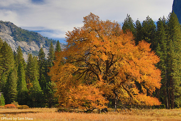 2025-01-07 - Meadow