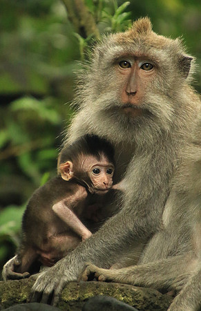2018-72-10710 - Baby Feeding on Mother  Macaque