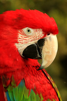 2018-72-10338 - Scarlet Macaw