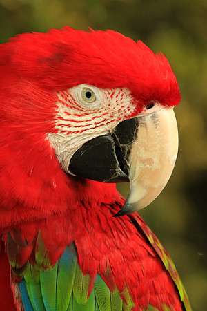 2018-72-10338 - Scarlet Macaw