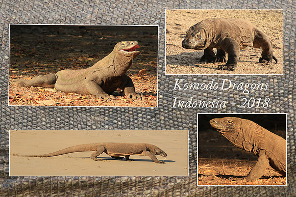 Komodo Dragons-2