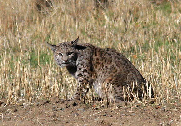 2015-11-16 - Animal