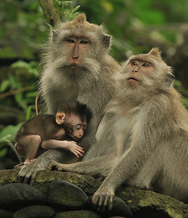 2018-72-10707 - Two Adults and One Baby Macaque