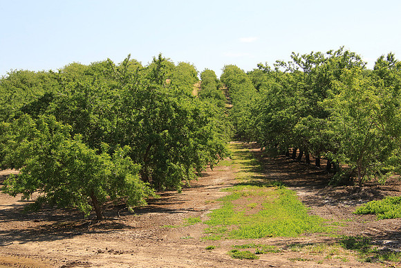 2022-04-21 - Orchards