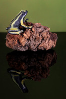 2021-09-12 - Frog