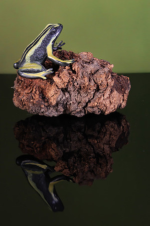 2021-09-12 - Frog