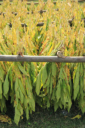 Tabacco Plants Drying