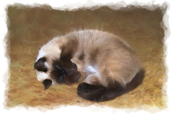 2017-01-24 - Siesta