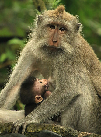 2018-72-10698 - Mother Macaque Feeding Baby