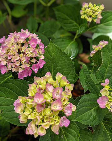 Hydrangea-00100lPORTRAIT_00100_BURST20190519122938208_COVER