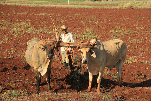 Farmer and Oxen