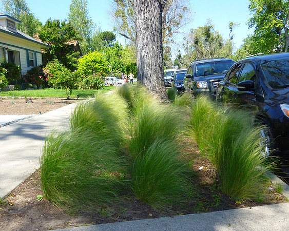 Grass and Tree