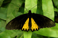 2018-72-10156 - Common Birdwing - Troides helena cerberus