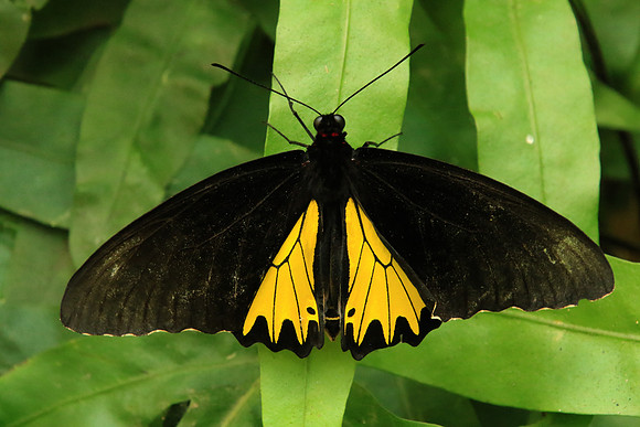 2018-72-10156 - Common Birdwing - Troides helena cerberus