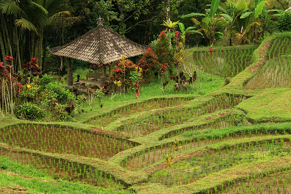 2018-72-10772 - Bali Rice Terraces