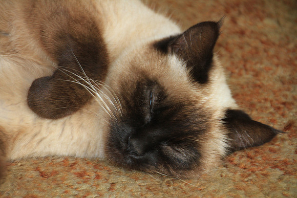 2016-03-13 - Lazy
