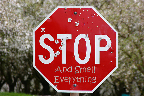 2016-09-19 - Stop and Smell The