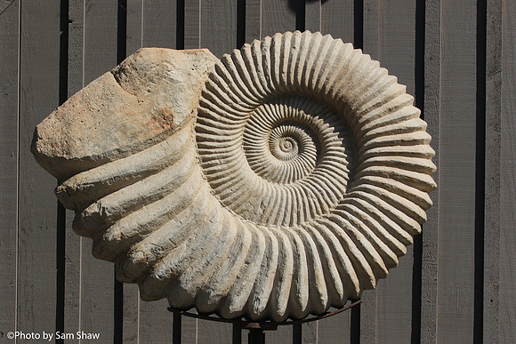 2024-06-17 - Fossil