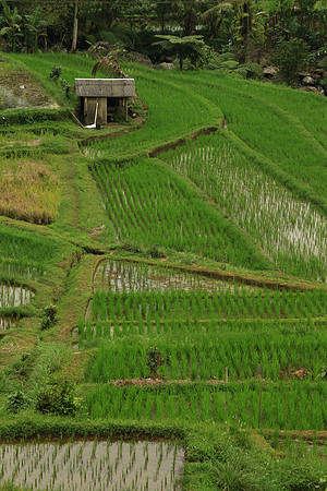 2018-72-10753 - Bali Rice Terraces