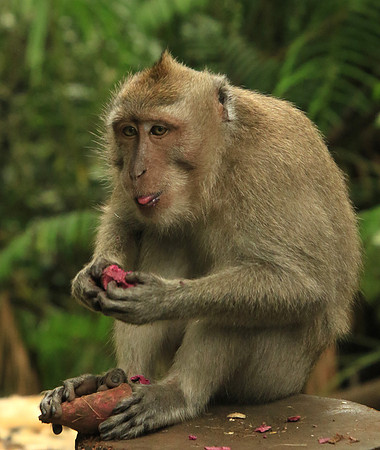 2018-72-10649 - Long Tailed Macaque Eating