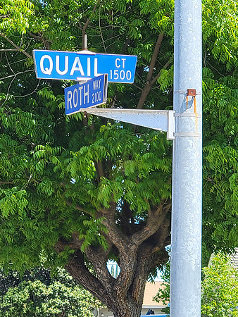 2025-05-10 - Quail