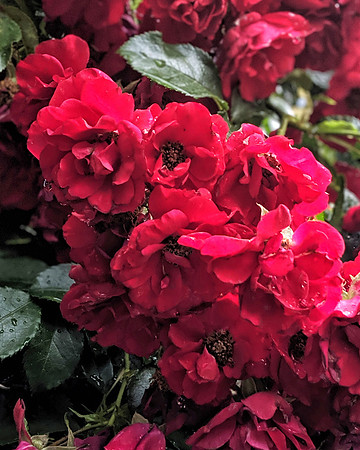Roses-00100lPORTRAIT_00100_BURST20190519123820730_COVER