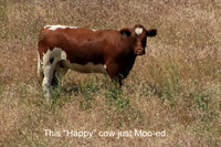 2019-05-09 - Mood