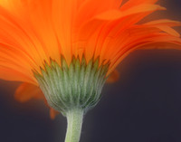 CRE - Dreamy Flowers-2470