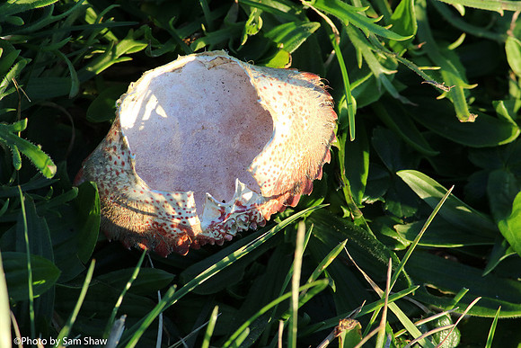 2025-01-20 - Mushroom