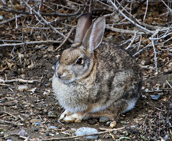 2016-01-23 - In The Wild