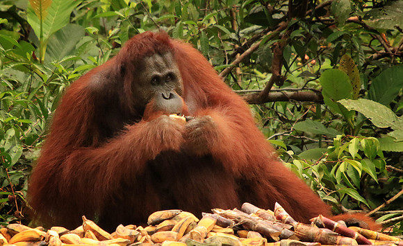 2018-72-9273 - Wild Orangutan