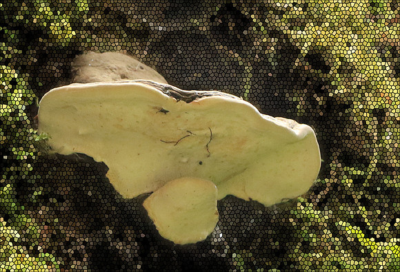 2017-06-08 - Fungus