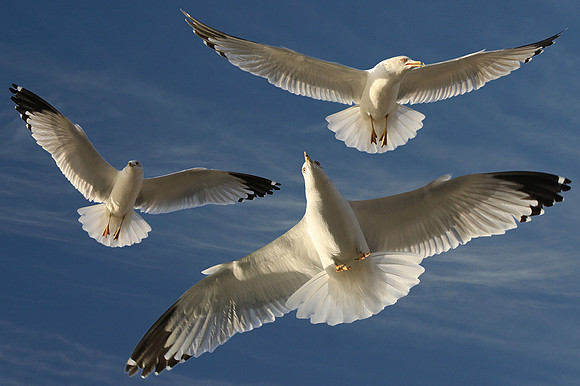 2020-11-30 - Soar