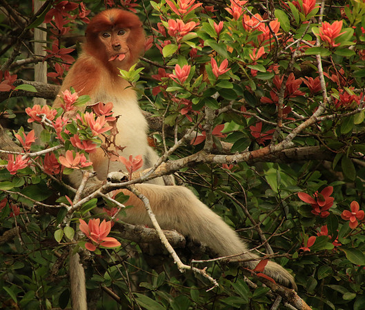 2018-72-9217 - Proboscis Monkey