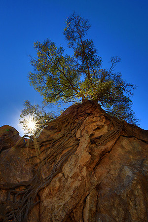 2018-10-27 - Tree